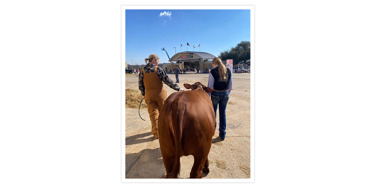 A woman with blonde hair leading a show cow walking beside her student with dark blonde hair.